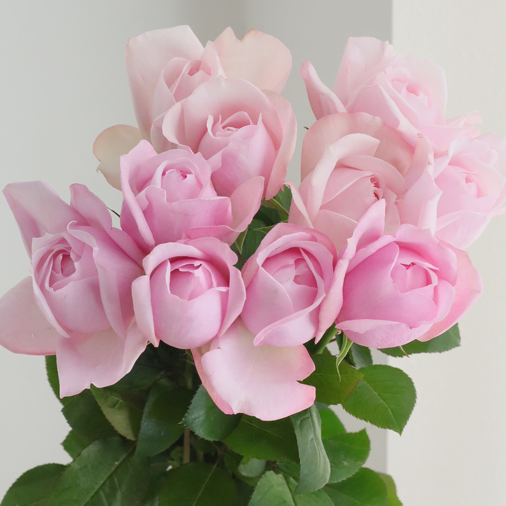 08直前!】バラ チェリーティーク(ピンク)40CM 河合バラ園 - 花材通販は