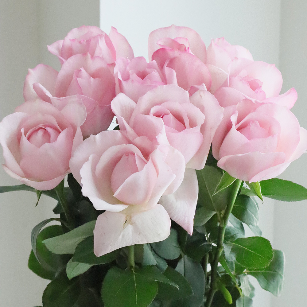 08直前】バラ チェリーティーク(ピンク)40cm 豊川ひまわり【生花