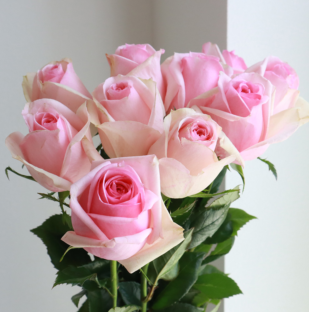 08直前SE】レア品!バラ モンレーヌ 今井ナーセリー 70センチ - 花材