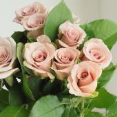 08直前SE】希少!バラ ミルクティ 30cm 保科バラ園(ベージュ系)【生花