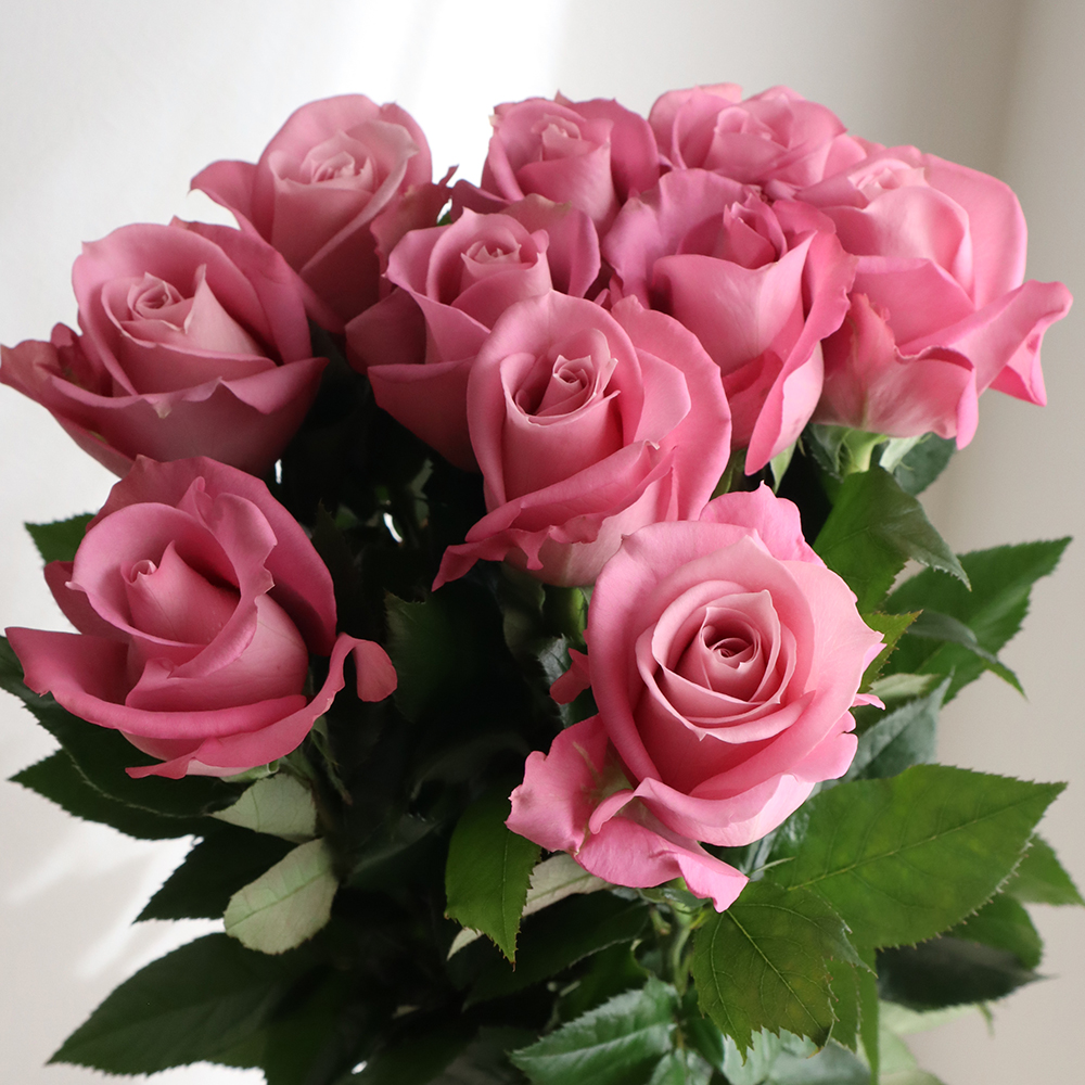 生花】バラ ダマスク+ 國枝バラ園 60センチ - 花材通販はなどんやアソシエ