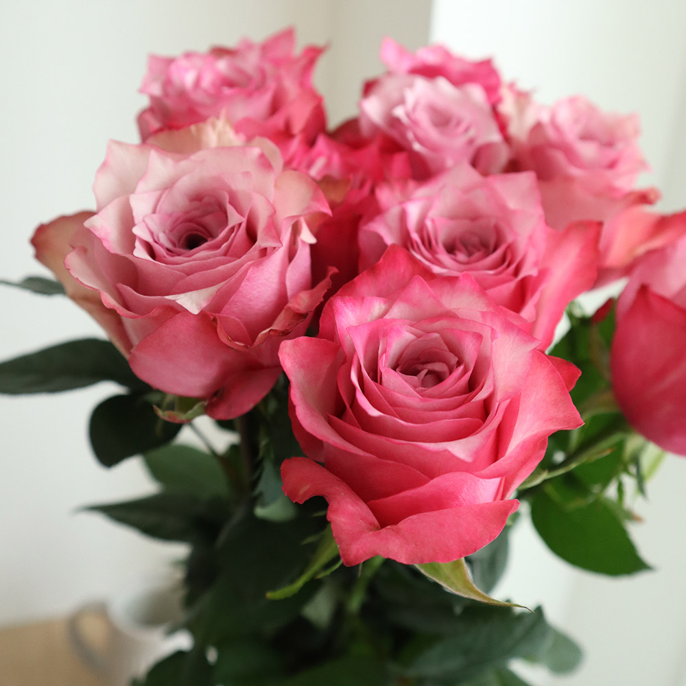 08直前SE】バラ ミラネーゼ(ピンク)70CM 遠州夢咲70センチ【生花