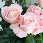 08直前FJ】バラ ロンドンタイムス(ピンク系カップ) 40センチ 安彦園芸