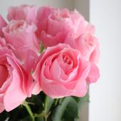 08直前!SE】初入荷! クイーンエリザベス 60CM平原バラ園 - 花材通販は