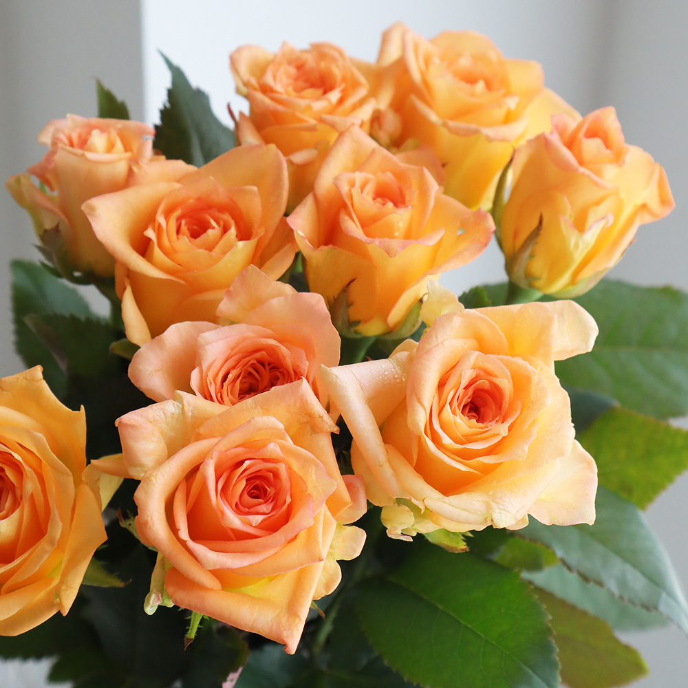 生花】バラ フェスィボ(オレンジ) - 花材通販はなどんやアソシエ
