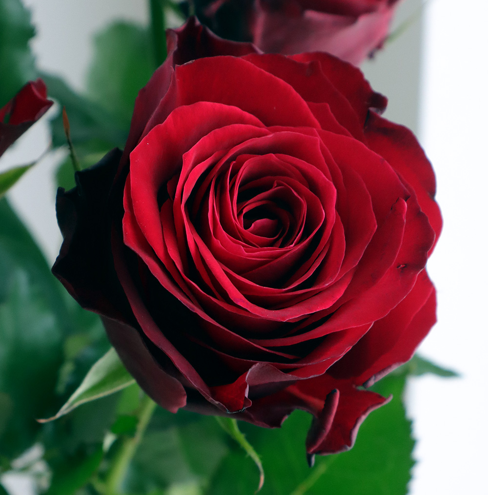 赤い薔薇 FUJIWARA農園 バラ 『 レッドエレガンス 』 10本 | 新鮮お花問屋 Jp