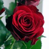 赤本 バラ売り⭕️ 生花】バラ デーニチェ+ 50cm 赤 國枝バラ園 【OT】 - 花材通販はなど