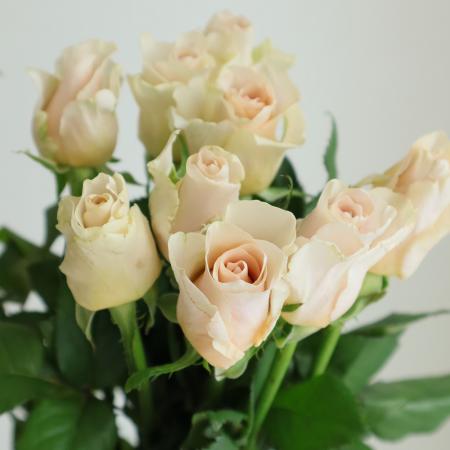 【08直前!】バラ　ブリュット!(ベージュ系)　50cm　愛知県　【生花】