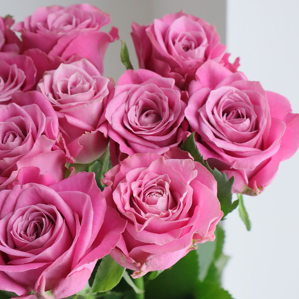 生花】バラ ピンクマスカレードTM(ピンク) 50cm 池田バラ園 【IT