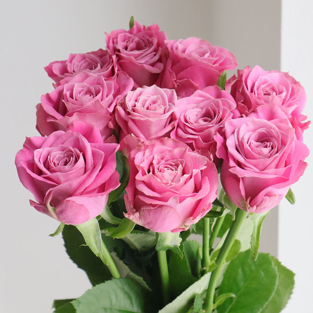 生花】バラ ピンクマスカレードTM(ピンク) 50cm 池田バラ園 【IT