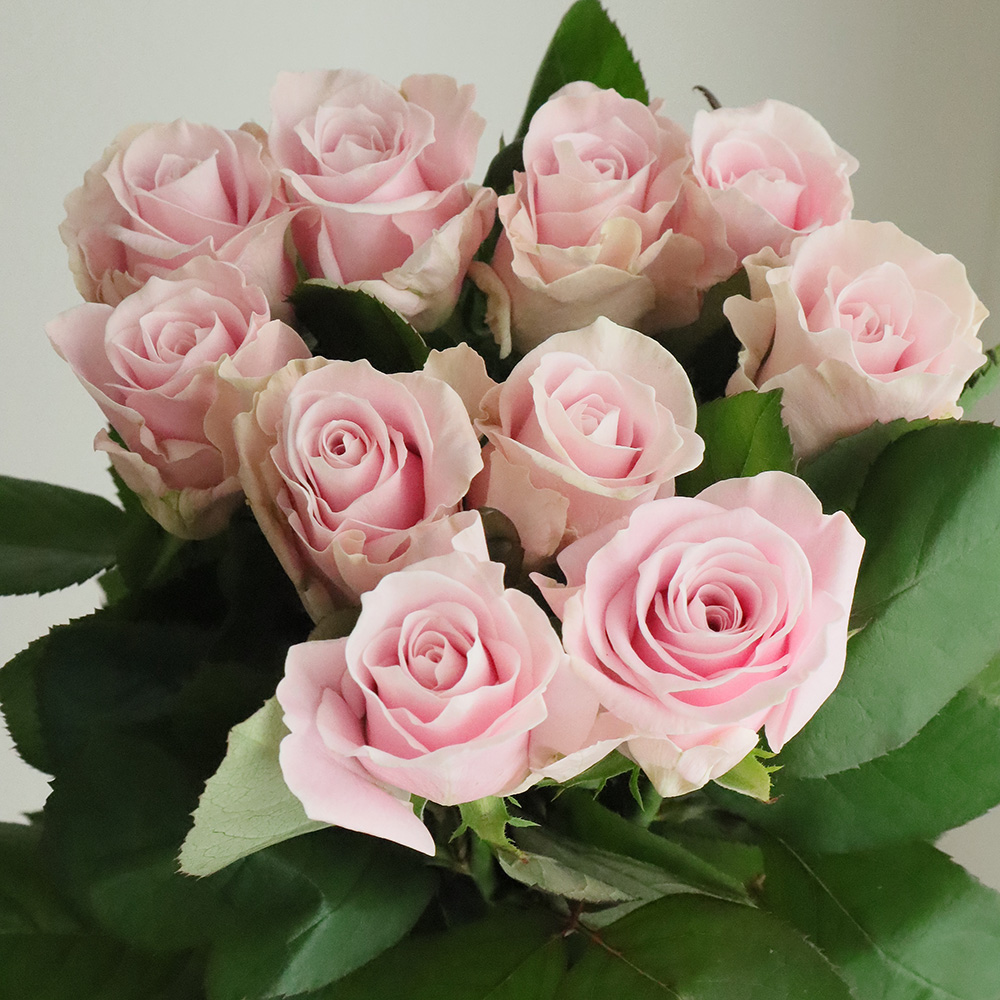 薔薇生花 あゆっと 生花】バラ アバランチェ【白/60cm/愛知県】｜Flower Smith Market