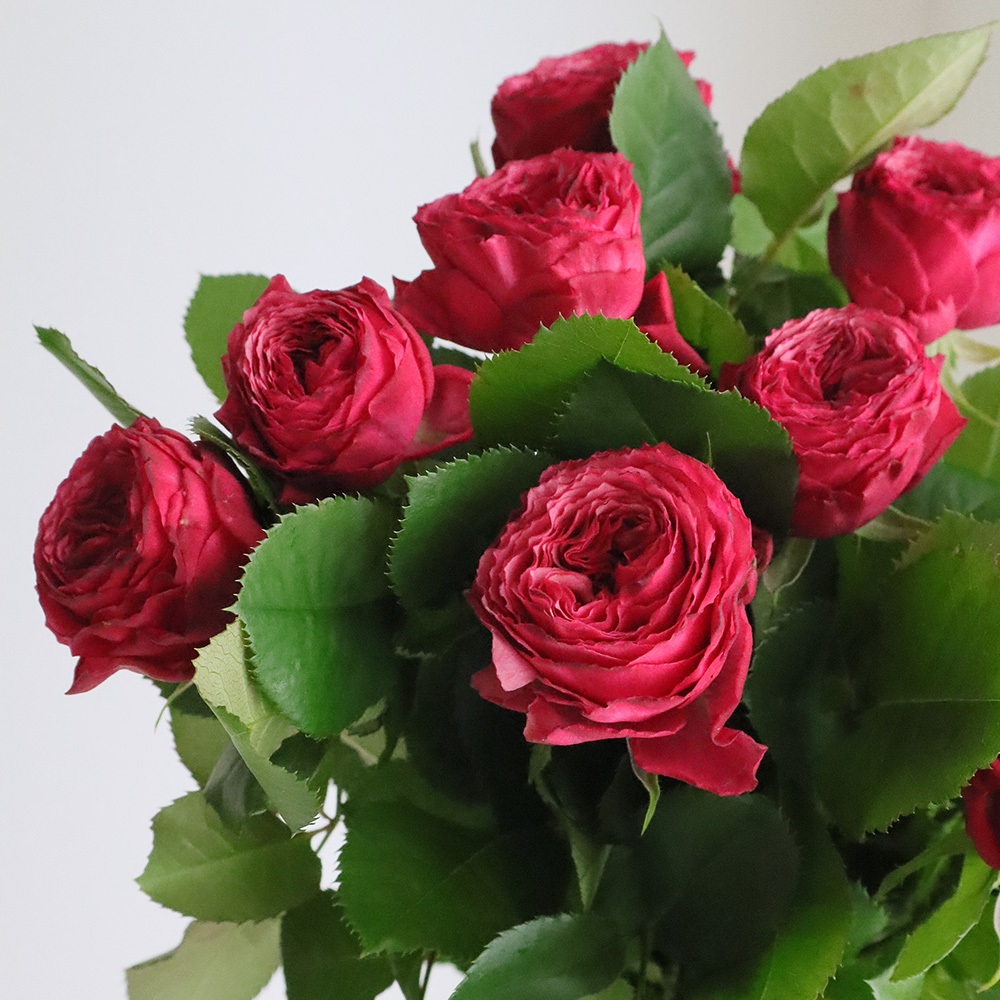 生花】バラ ドリーチークス(ピンク) 50cm 保科バラ園 【IT】 - 花材