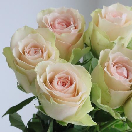 直前!!】ケニアローズ ラベーラ 50cm〜(アンティークピンク系)SETA