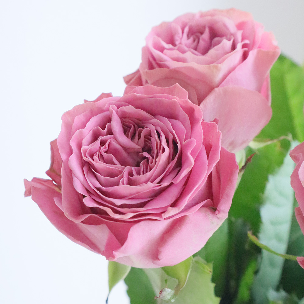 【1枚300円】ルーキーエディションバラ売り 生花】バラ リバーデイル+(ピンク)60cm 國枝バラ園 - 花材通販はなどん