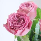 直前】バラ リバーデイル+(くすみパープルピンク)40CM- 金田バラ園