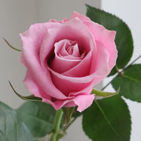【08直前】初入荷!バラ　フラグラージュ　50cm　JA豊川ひまわり【生花】