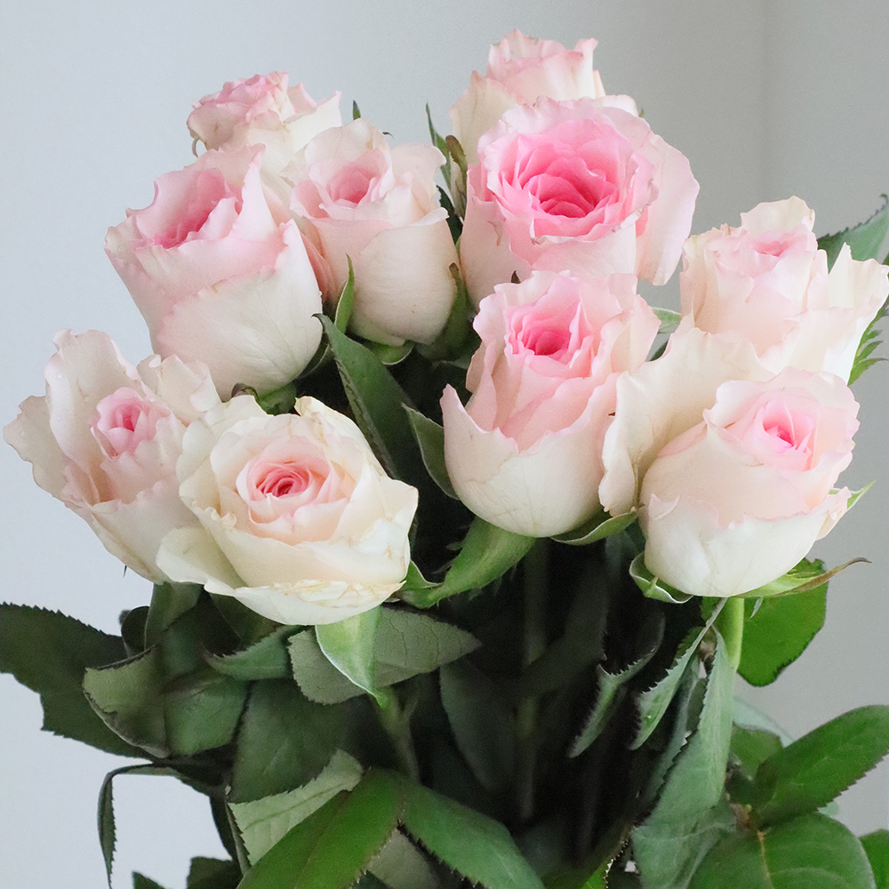 生花】ケニアローズマンダラ 60cm程度(ピンク複色)【OT】 - 花材通販は