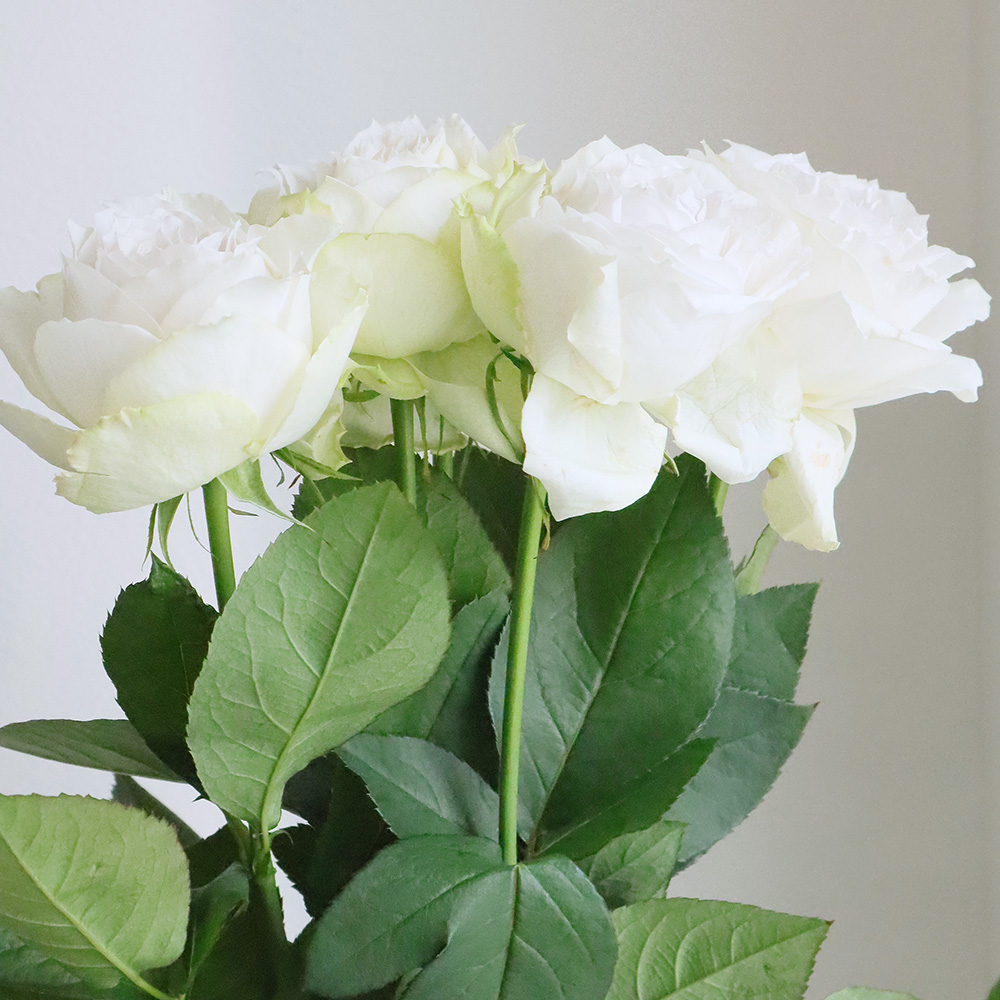 【直前】【生花】バラ　エマーブルホワイト(オフホワイト系)40cm程度　豊川ひまわり【OT】