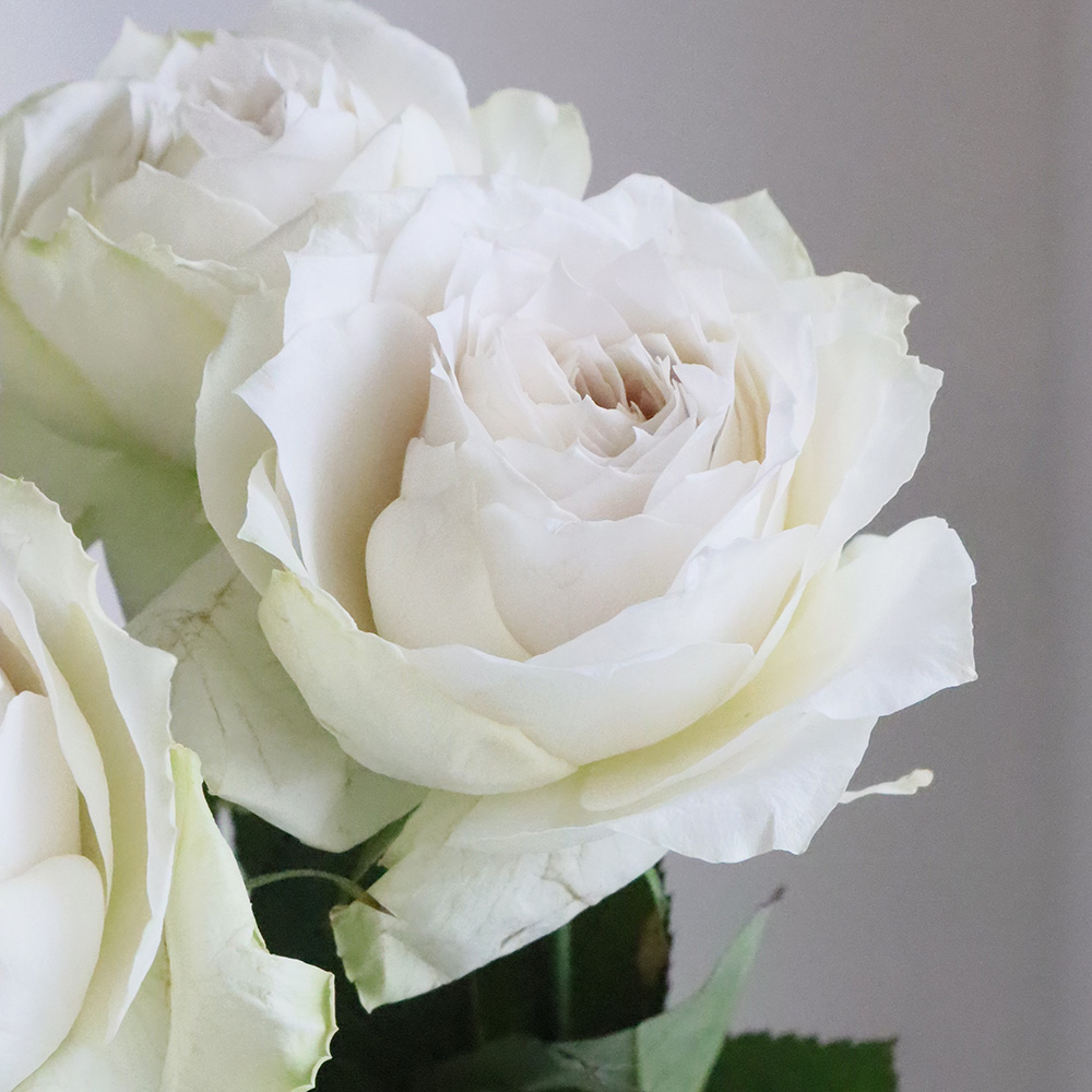 【直前】【生花】バラ　エマーブルホワイト(オフホワイト系)40cm程度　豊川ひまわり【OT】