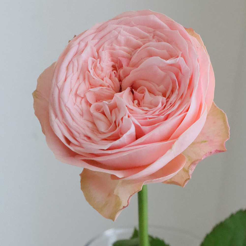 mokorinpen 様リクエスト　5セット　北欧　リーフ　薔薇　ピンク ジュビリーセレブレーション #JubileeCelebration . . サーモン