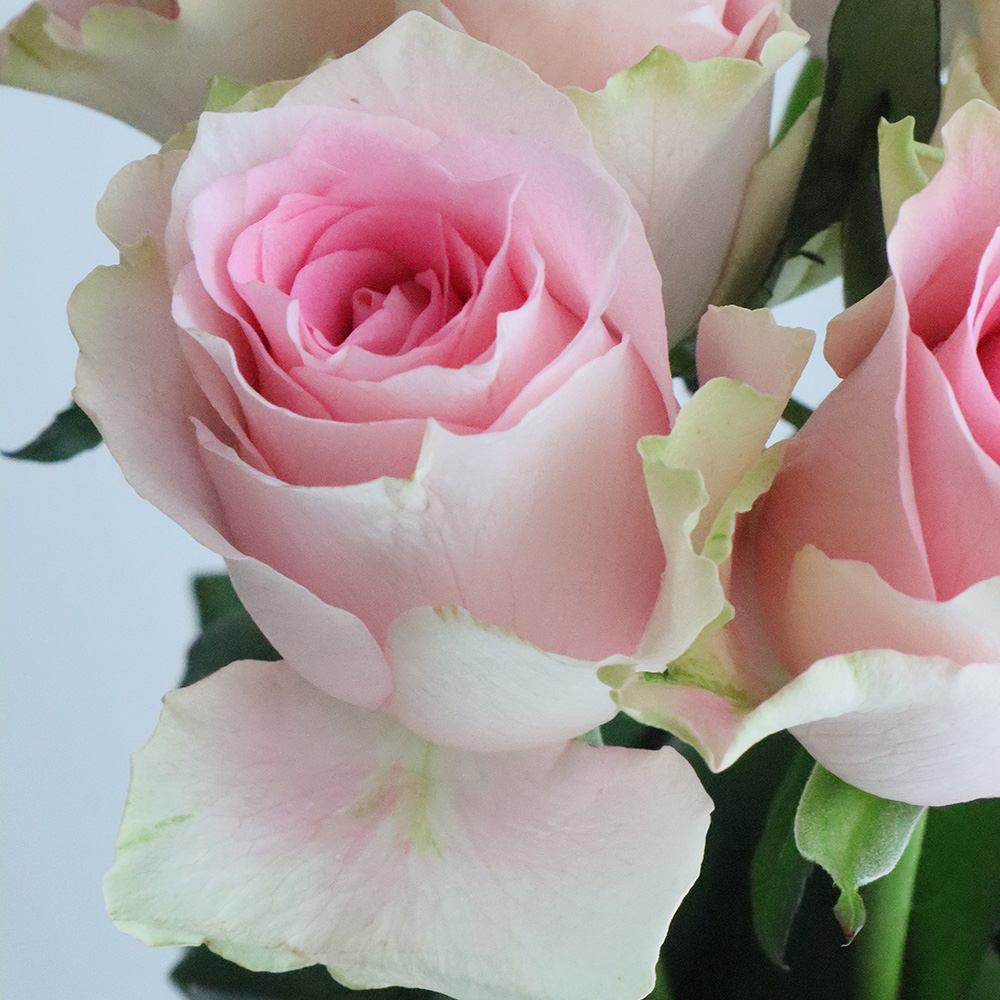 08直前!SE】バラ ホウルピーチ(ピンク)遠州夢咲 60cm【生花】 - 花材