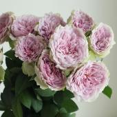 08直前!!】新入荷!バラ コフレ(ピンク)60cm 井上バラ園 【OT】 - 花材