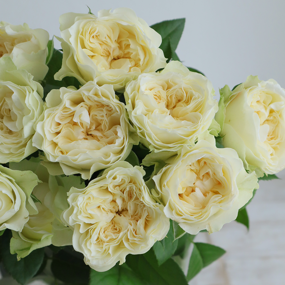 【08直前】新入荷!バラ  ラブリーハーパー!(黄系)50cm　井上バラ園　【OT】