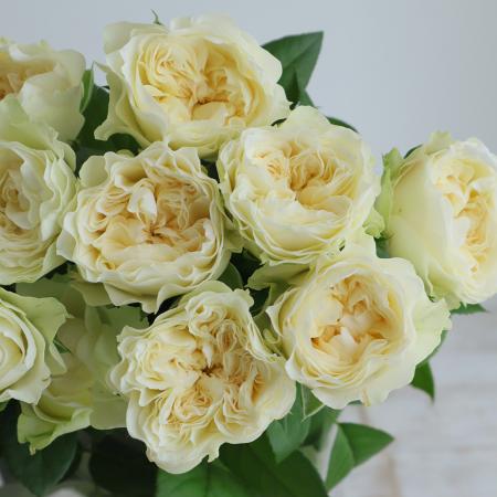 【08直前】新入荷!バラ  ラブリーハーパー!(黄系)50cm　井上バラ園　【OT】