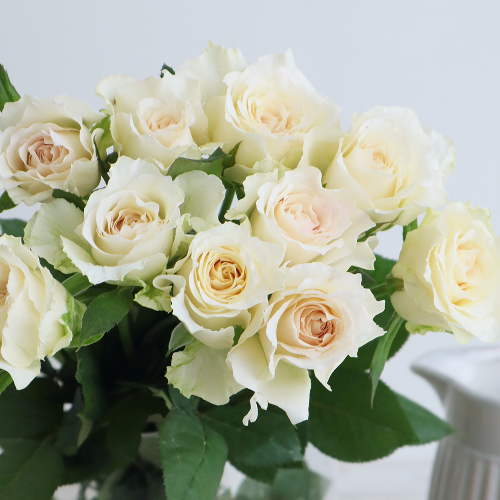 生花】バラ シルキーヴェール【seta】 - 花材通販はなどんやアソシエ