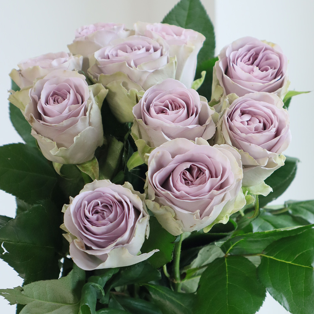 【08直前】バラ　アルヴァ(パープル系)70cm國枝バラ園