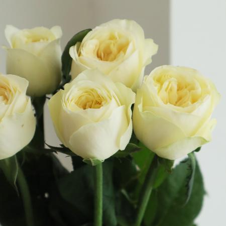 【08直前】新品種!バラ　ロイヤルロマンス(クリーム系)50CM　國枝バラ園【OT】