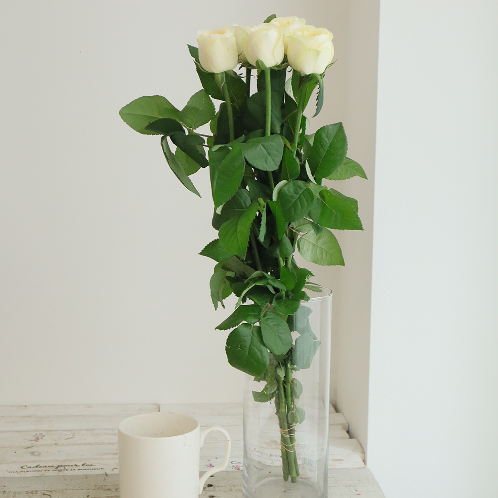 【08直前】新品種!バラ　ロイヤルロマンス(クリーム系)50CM　國枝バラ園【OT】