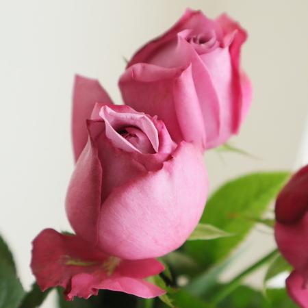 【08直前!】新品種!バラ　シウン　50CM　オキツローズナーセリー【OT】