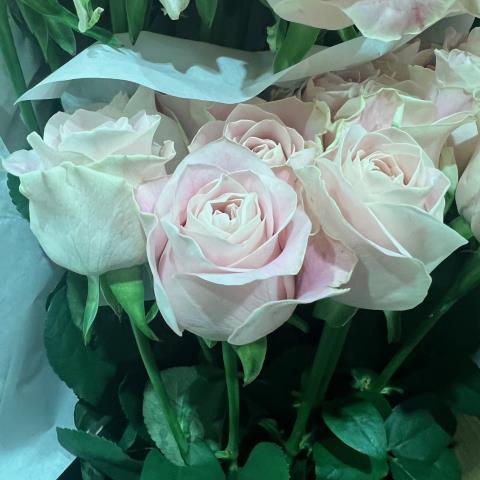 【08直前SE】新品種!バラ　プライムライン+(ピンク)　40CM　前橋バラ組合【OT】