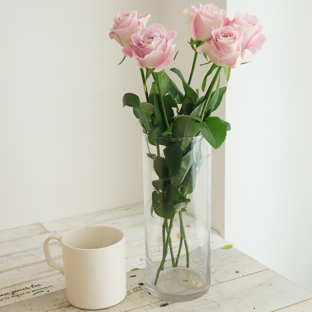 08直前!】バラ プライムライン+(ピンク) 40CM 金田バラ園【OT】 - 花材