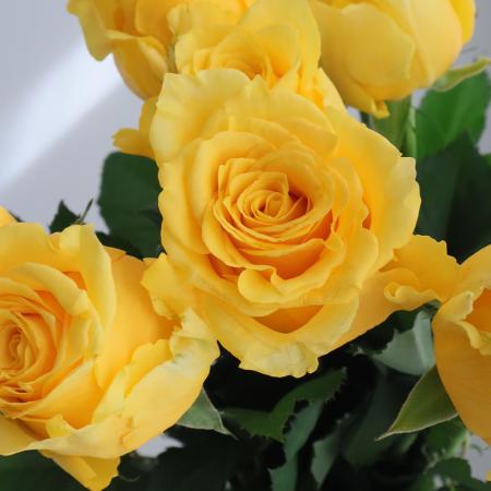 【直前】新品種★バラ　パルマレス!(黄色)60cm金田バラ園