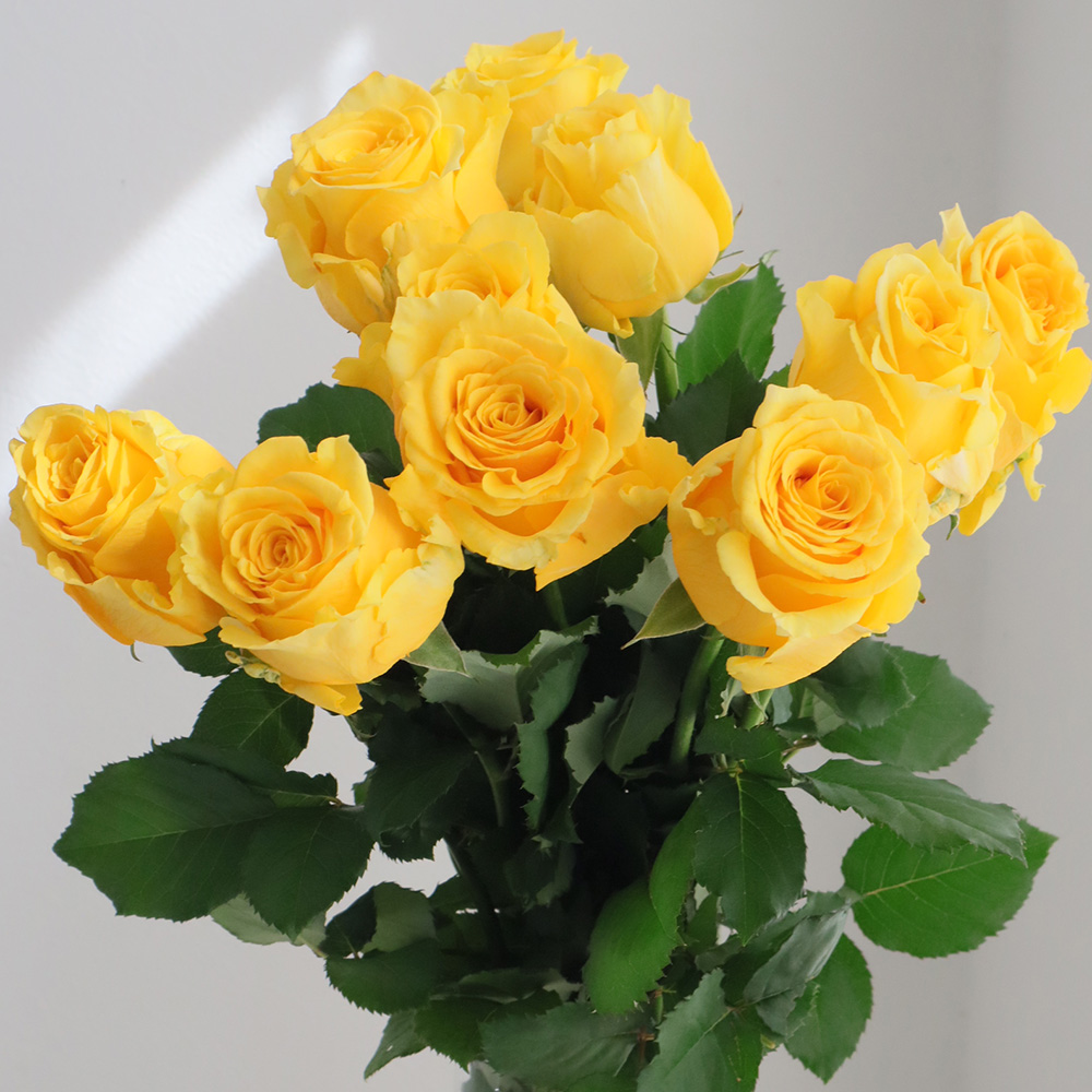 【直前】新品種★バラ　パルマレス!(黄色)60cm金田バラ園