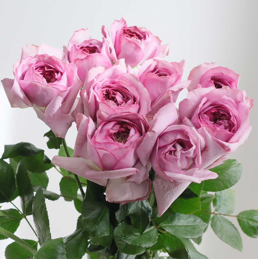 生花】バラ リーヴァ(紫) 50cm 井上バラ園【OT】 - 花材通販はなどんや