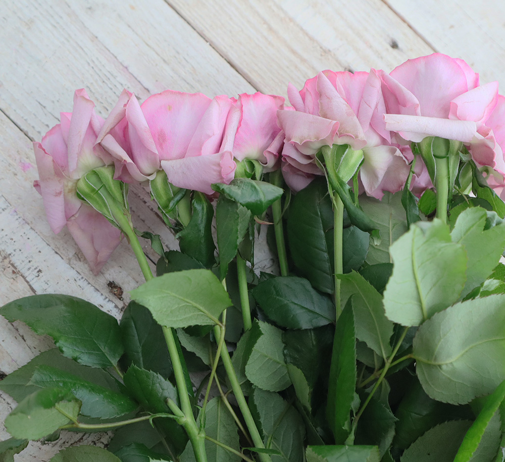 【08直前】バラ リーヴァ(紫)60cm　井上バラ園