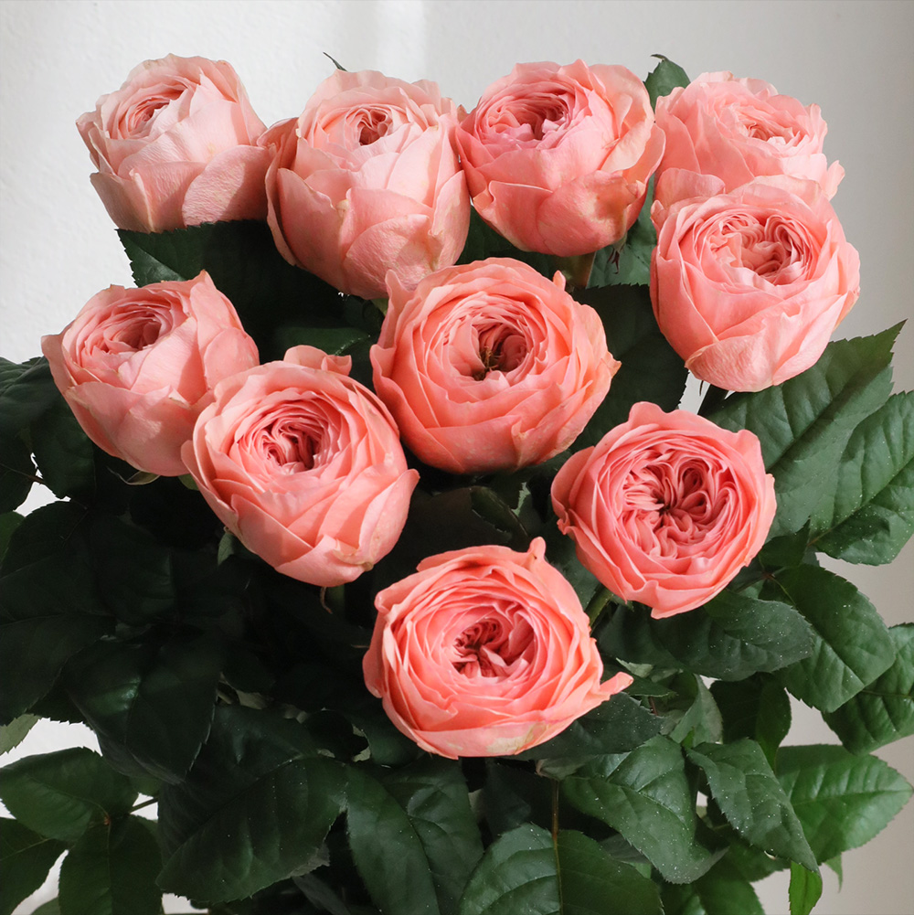 08直前!】新品種!バラ トルバドゥール(ピンク) 40cm國枝バラ園【OT