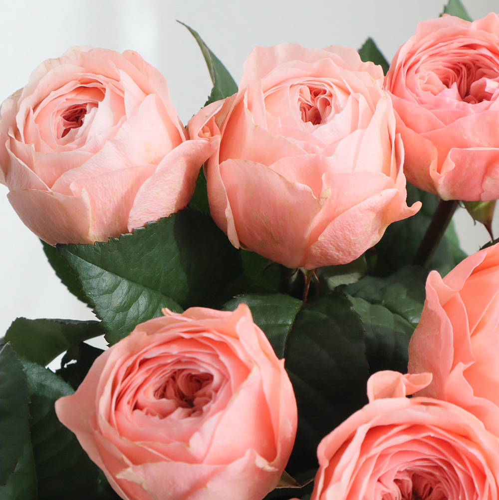 生花】バラ トルバドゥール(ピンク) 國枝バラ園【OT】 - 花材通販は