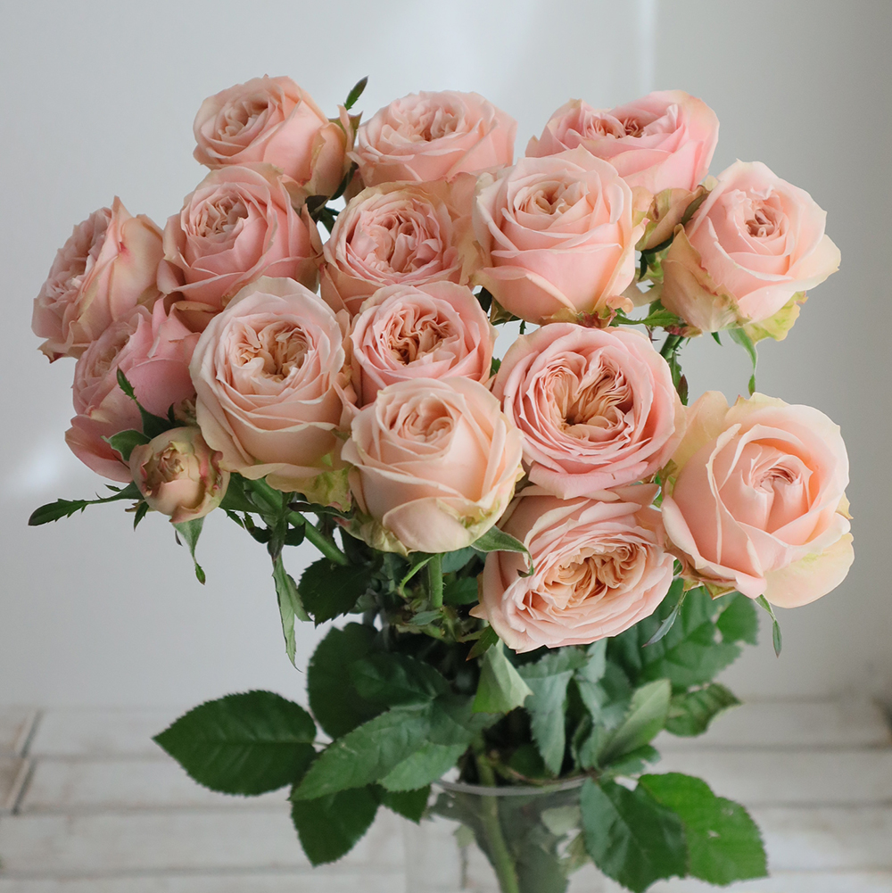 rr-2319【生花】バラ ネビュラ・へペタル 國枝バラ園 - 花材通販はなど