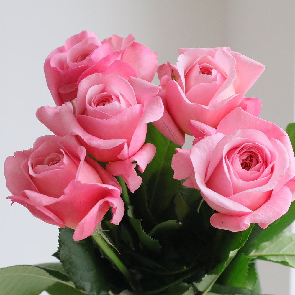 【08直前SE】レア!バラ　ジャン・ド・ラ・フォンテーヌ 50CM　増田バラ園