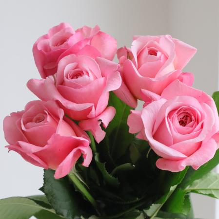 【08直前SE】レア!バラ　ジャン・ド・ラ・フォンテーヌ 50CM　増田バラ園