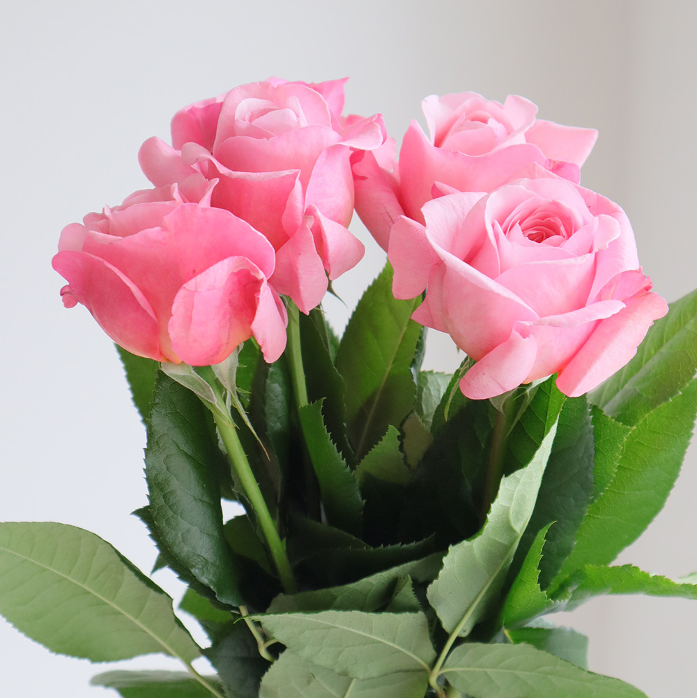 【08直前SE】レア!バラ　ジャン・ド・ラ・フォンテーヌ 50CM　増田バラ園