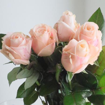 【08直前SE!】バラ　リサンドラ(ピンク)50CM國枝バラ園