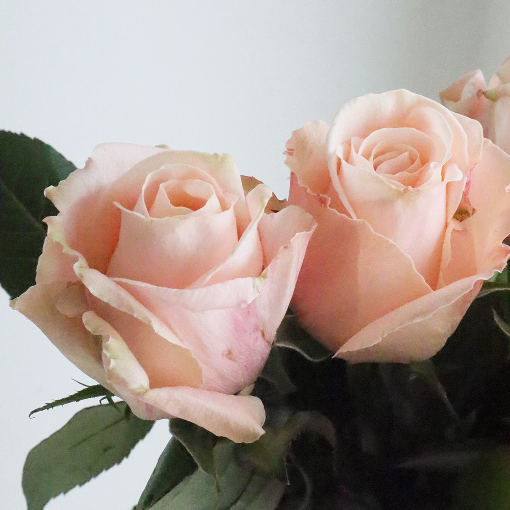 【08直前SE!】バラ　リサンドラ(ピンク)50CM國枝バラ園