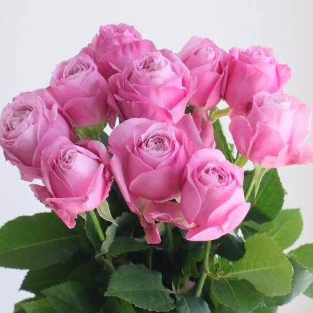 【08直前SE】バラ　ジェニー(ライラックピンク)1F　國枝バラ園 50CM