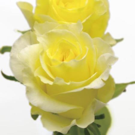 【08直前SE】バラ　アニバーサリー(黄色)50CM　ローズマート