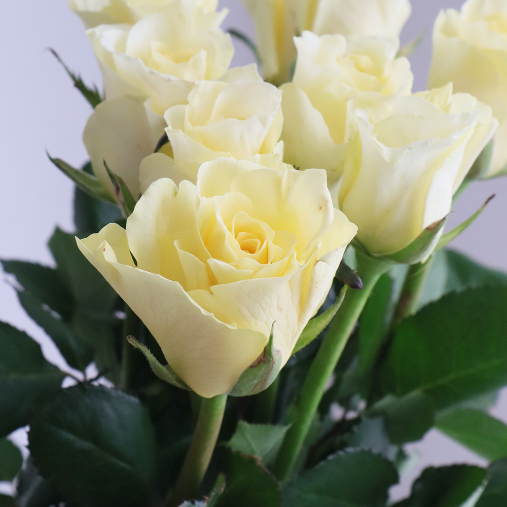 【08直前SE】バラ　アニバーサリー(黄色)50CM　ローズマート